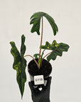 Alocasia tandurusa Jacklyn Variegata