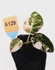 Alocasia reginula 'Black Velvet variegata'- Bare Bottom Baby