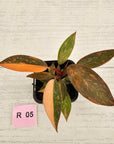 Philodendron 'Orange Princess' 70mm