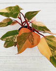 Philodendron erubescens Strawberry Shake