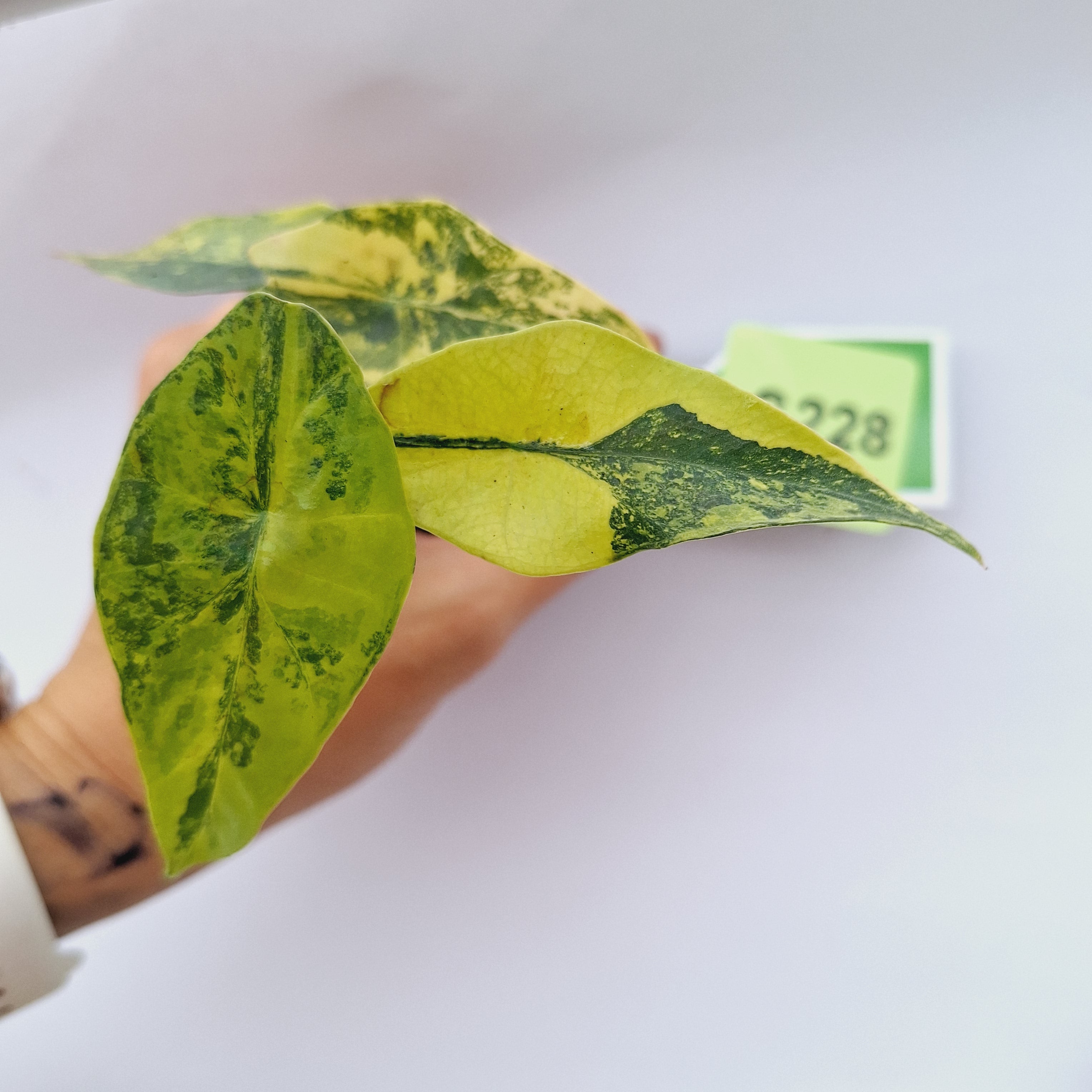 Alocasia ‘Simpo Aurea’ Variegata - Bare Bottom Baby