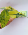 Alocasia ‘Simpo Aurea’ Variegata - Bare Bottom Baby