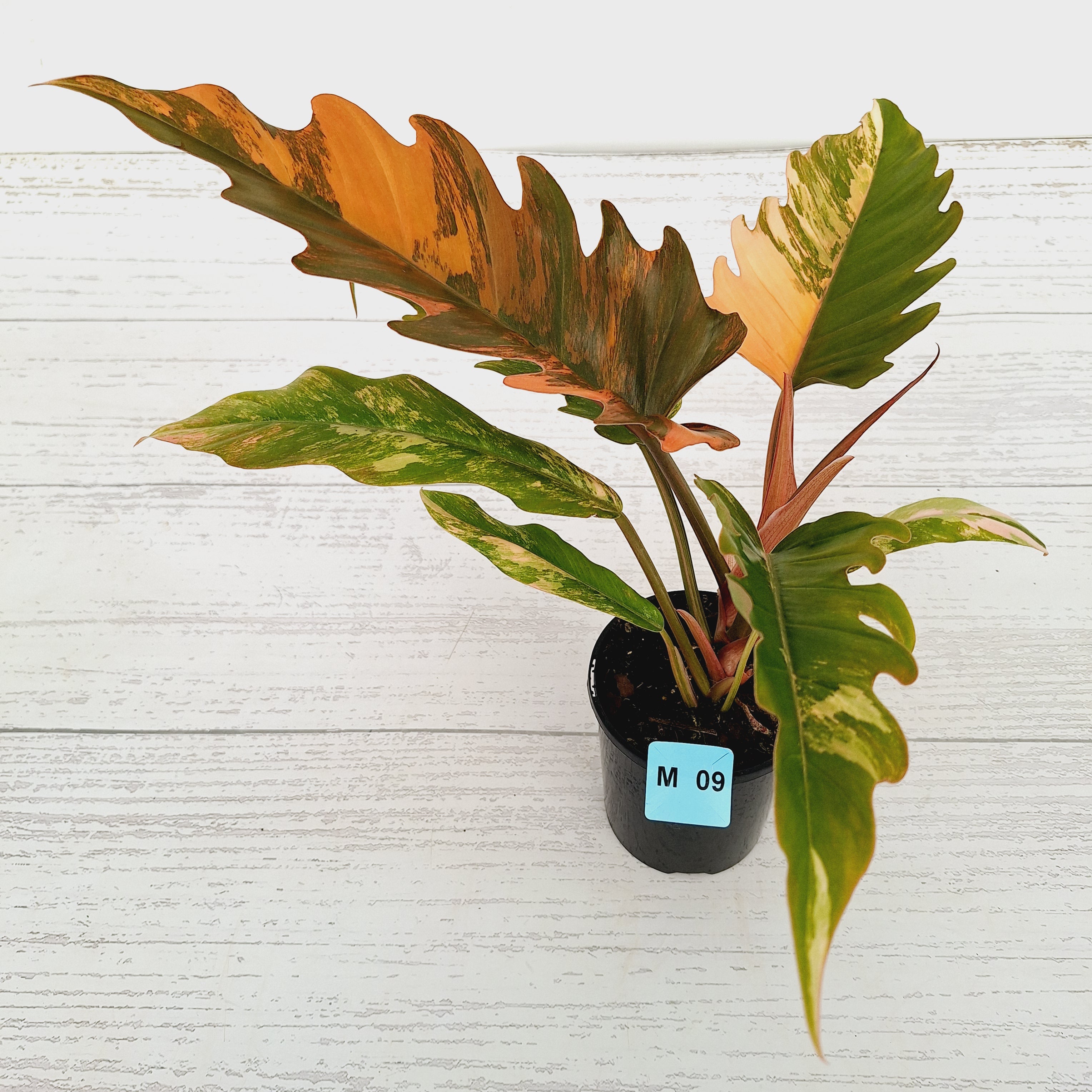 Philodendron serratum Caramel Marble