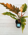 Philodendron serratum Caramel Marble