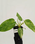 Philodendron giganteum Blizzard - SALE