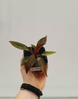 Philodendron 'Orange Princess'