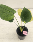 Monstera Deliciosa 'Mint'