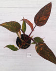 Philodendron 'Orange Princess' - FLASH SALE