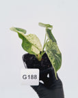 Alocasia baginda ‘Dragon Scale Mint'