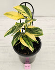 Monstera standleyana 'Cobra' - SALE