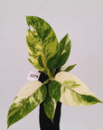 Philodendron imperial green variegata