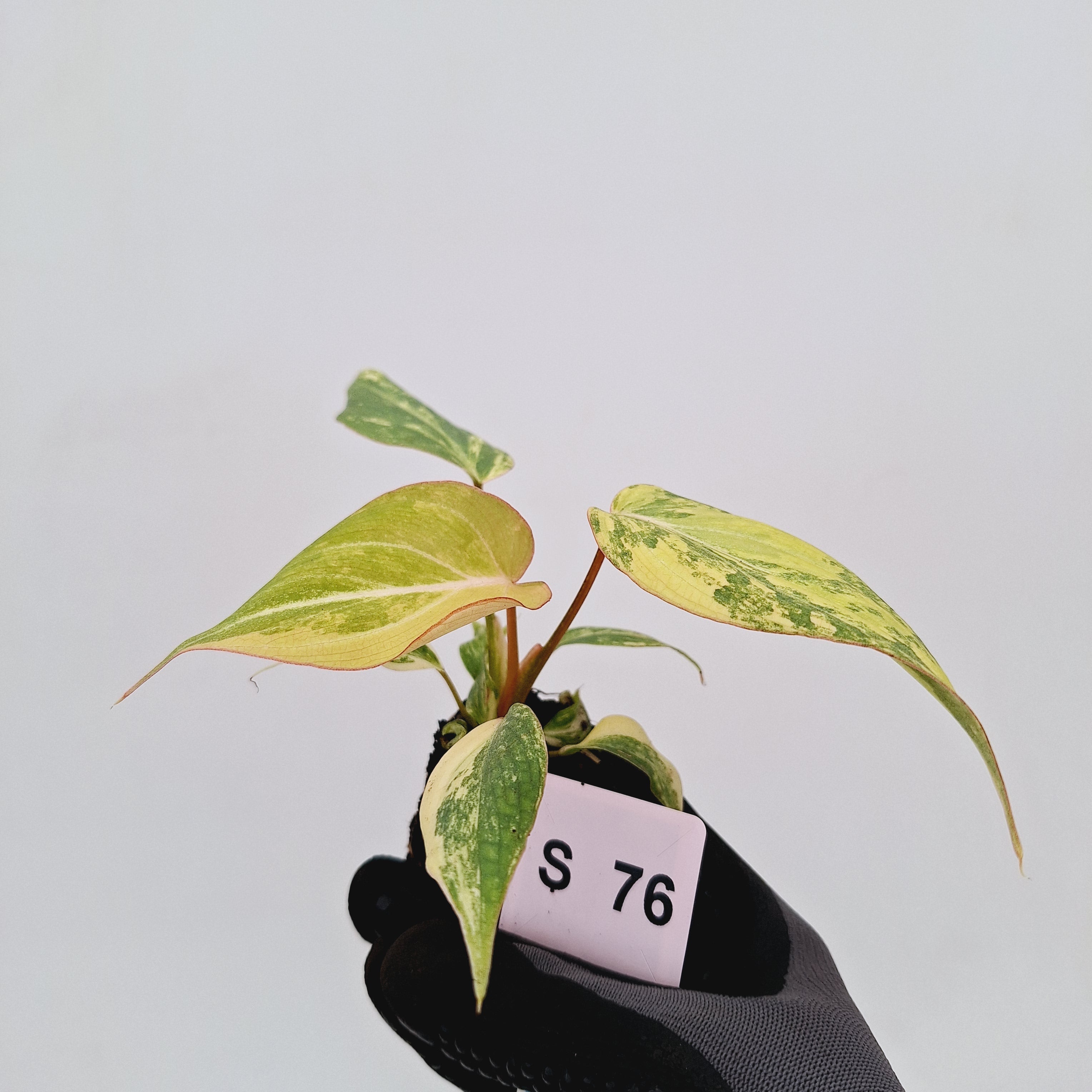 Philodendron gloriosum  variegata - Bare Bottom Baby