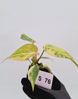 Philodendron gloriosum  variegata - Bare Bottom Baby