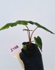 Alocasia tandurusa Jacklyn Variegata - Bare Bottom Baby