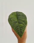Alocasia melo 'Rhino Skin' Variegata
