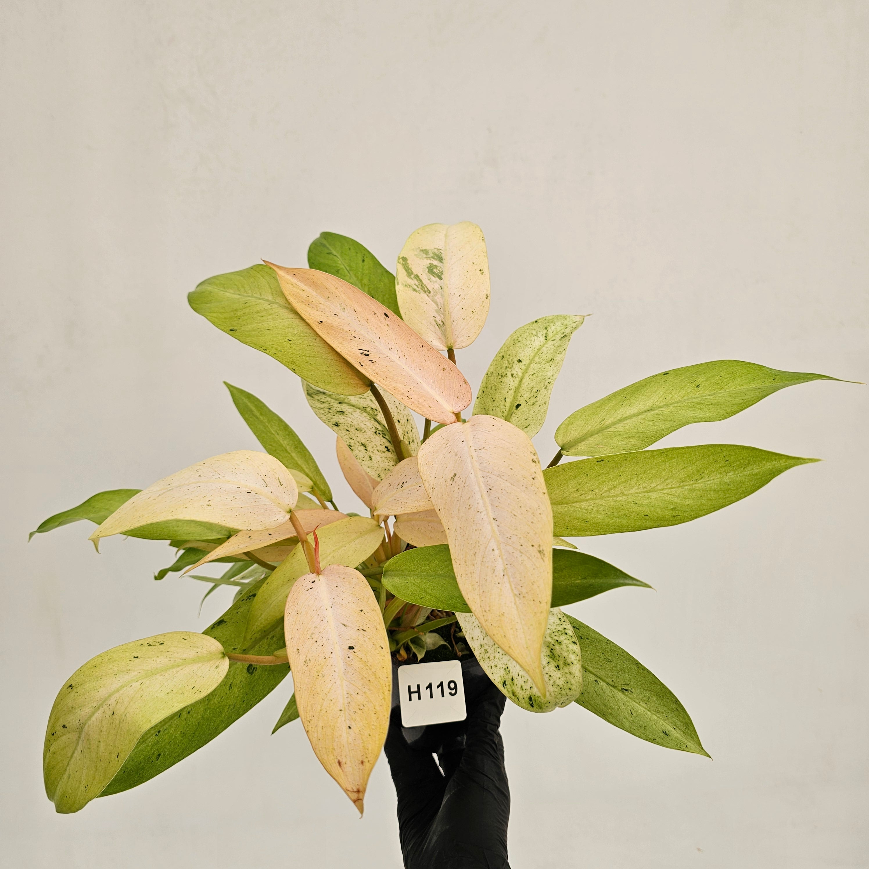 Philodendron 'Whipple Way' – Enliven Plants