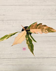 Philodendron serratum 'Caramel Marble' -flash sale