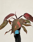 Philodendron 'Orange Princess'
