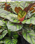 Calathea rotundifolia Fasciata