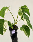 Monstera borsigiana 'Albo'