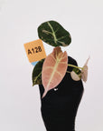 Alocasia reginula 'Black Velvet variegata'- Bare Bottom Baby