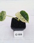 Alocasia baginda ‘Dragon Scale Mint'