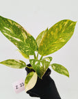 Philodendron Green Congo Variegata (Nuclear)