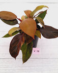 Philodendron 'Orange Princess' Sport