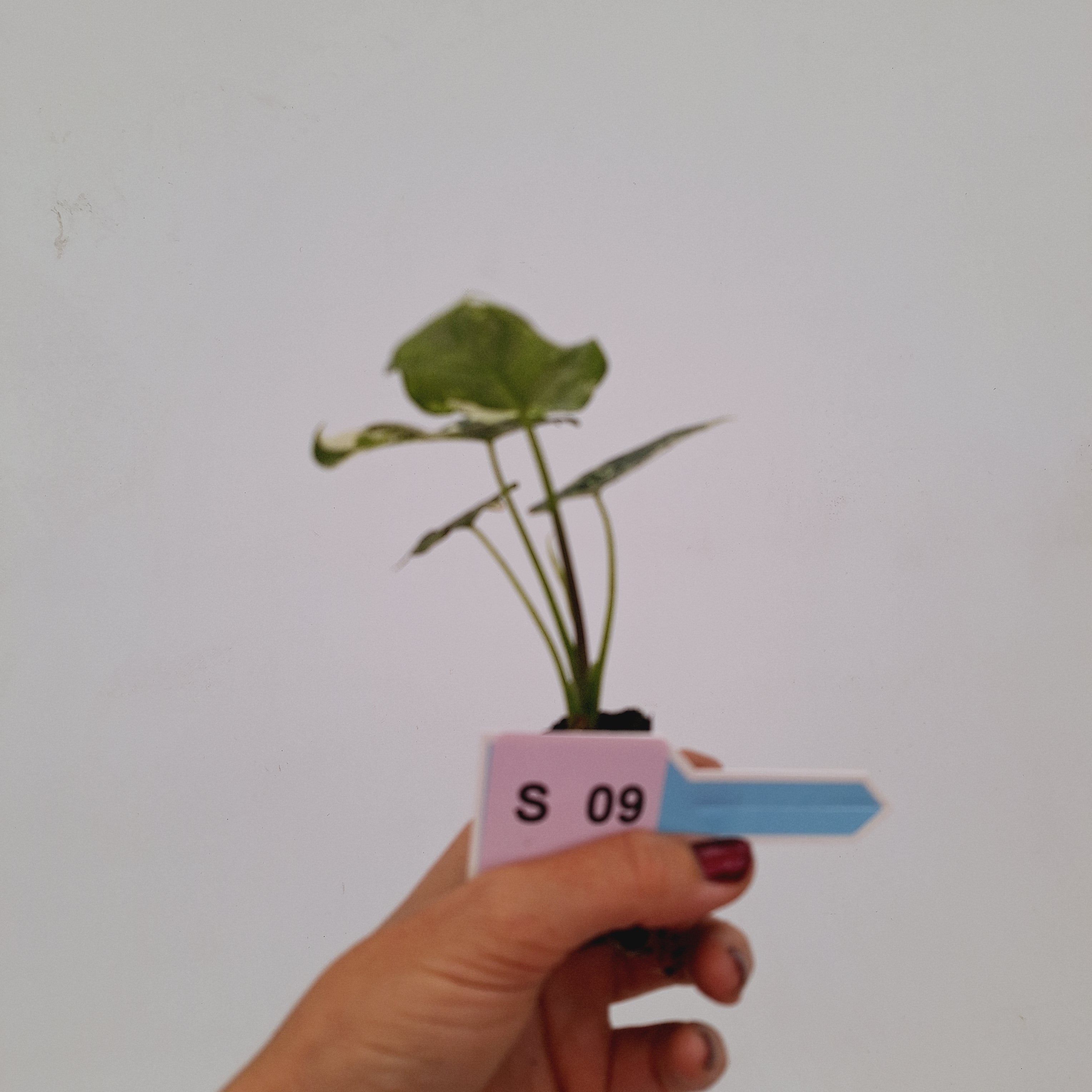 Alocasia 'Simpo' Albo Variegata- Bare Bottom Baby⁷
