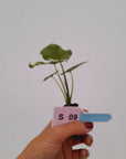 Alocasia 'Simpo' Albo Variegata- Bare Bottom Baby⁷