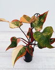 Philodendron erubescens Strawberry Shake