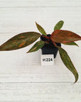 Philodendron 'Orange Princess'
