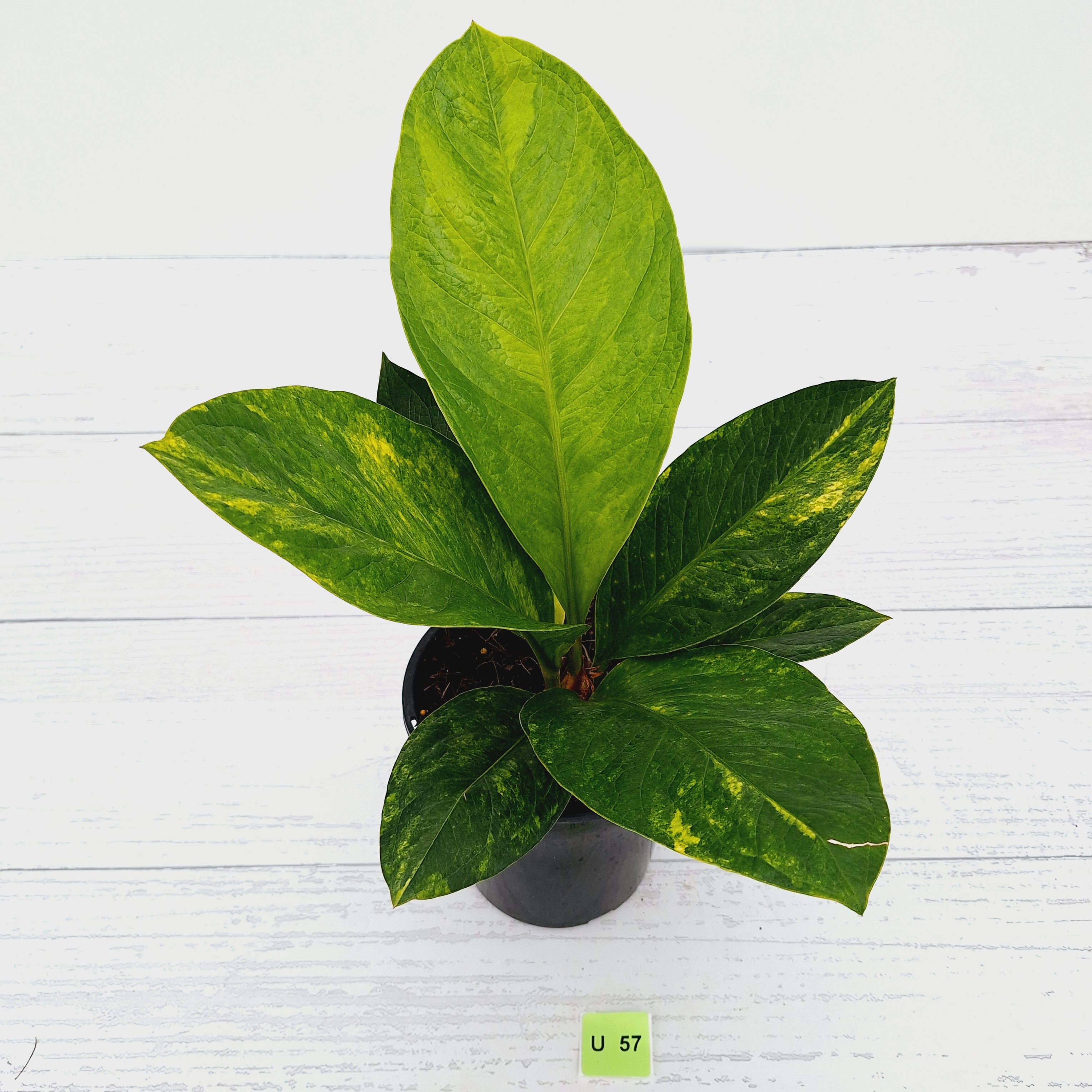 Anthurium jenmanii Variegata