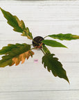 Philodendron serratum 'Caramel Marble'