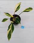 Homalomena 'Tropical Green' Variegata -sale