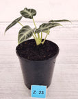 Alocasia no ID