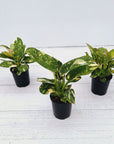 125mm Philodendron Congo Nuclear Gift Box - Christmas-Pre Order