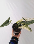Alocasia ‘Simpo Albo’ Variegata - SALE