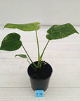Monstera Deliciosa 'Mint'