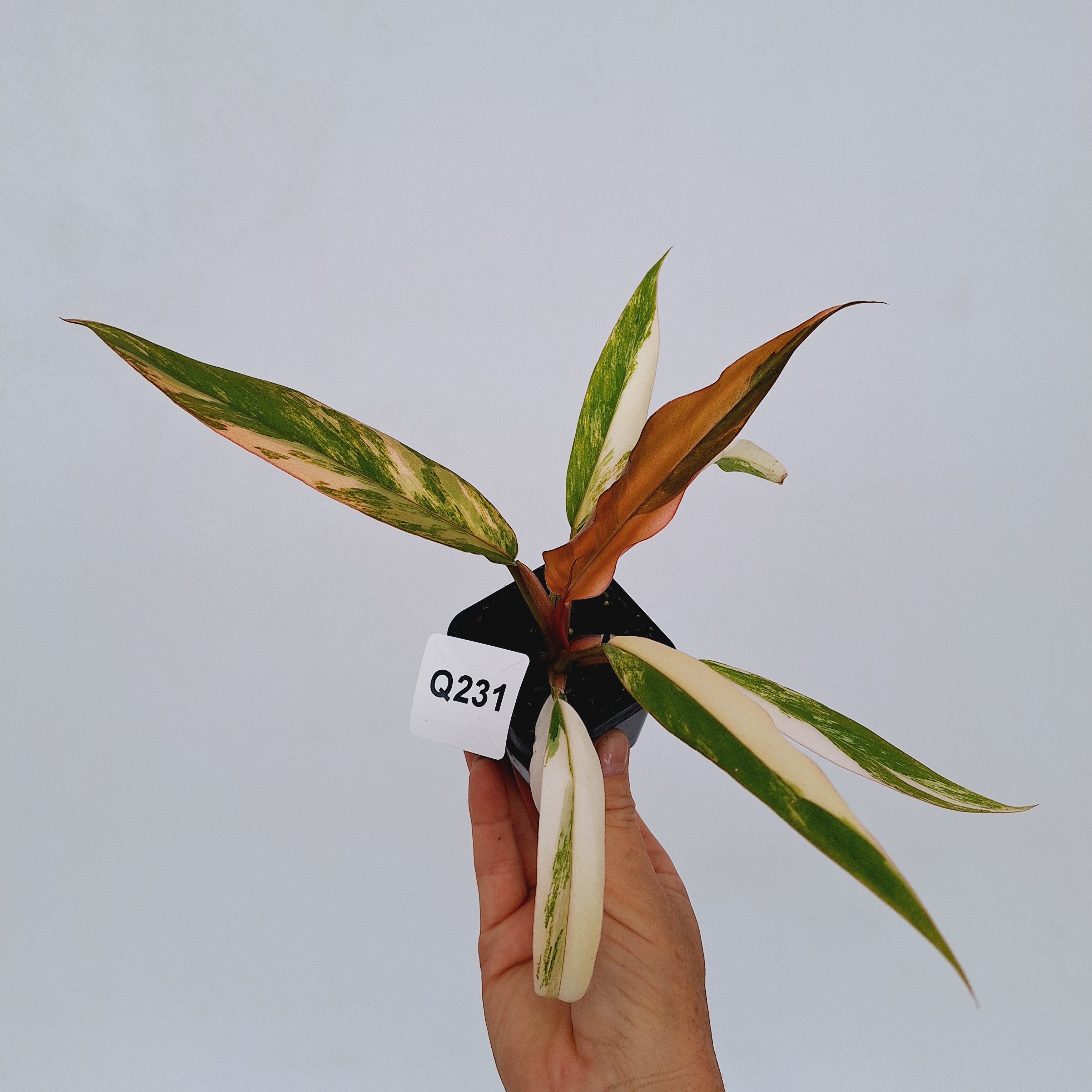 Philodendron serratum Caramel Marble
