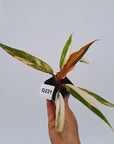Philodendron serratum Caramel Marble