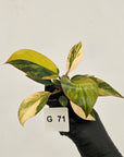 Philodendron 'Rojo Congo Variegated' - SALE