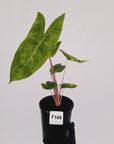 Alocasia 'Morocco' Variegated - SALE