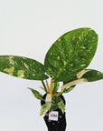 Philodendron Green Congo Variegata (Nuclear)