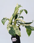 Epipremnum giganteum variegata