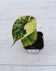 Alocasia Dragon Scale Variegata