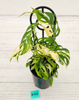 Monstera adansonii Variegata