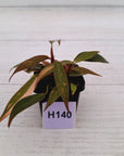 Philodendron 'Orange Princess'