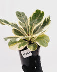 Ficus lyrata Variegata