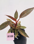 Philodendron 'Orange Princess' 70mm